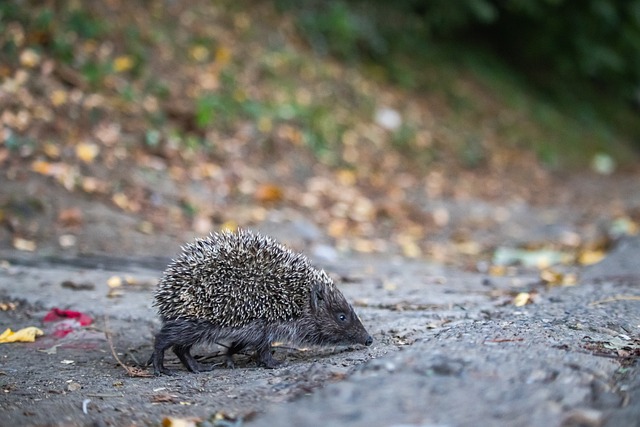 申花在那一 申花在那一